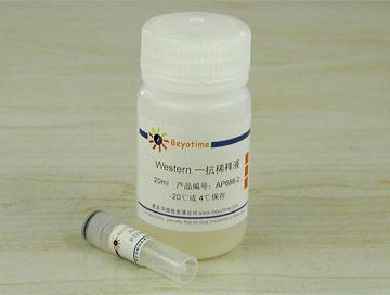 PTEN抗体(兔单抗)